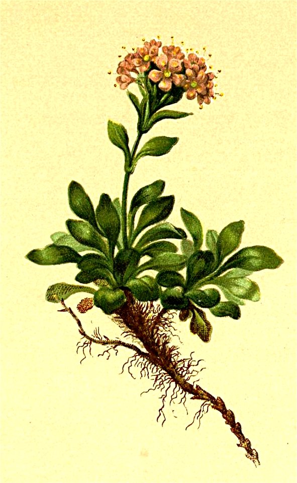 Valeriana supina Atlas Alpenflora