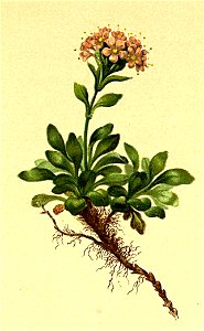 Valeriana supina Atlas Alpenflora