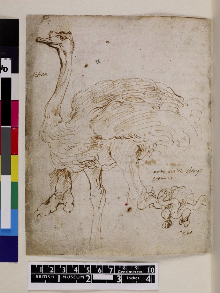 Van Dyck - 1957,1214.207.120, Verso Ostrich, after Titian, leaf from van Dyck's Italian Sketchbook