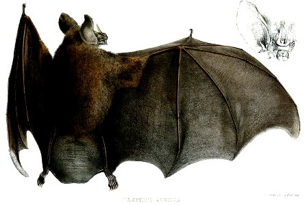 VampyrusAuritusFord