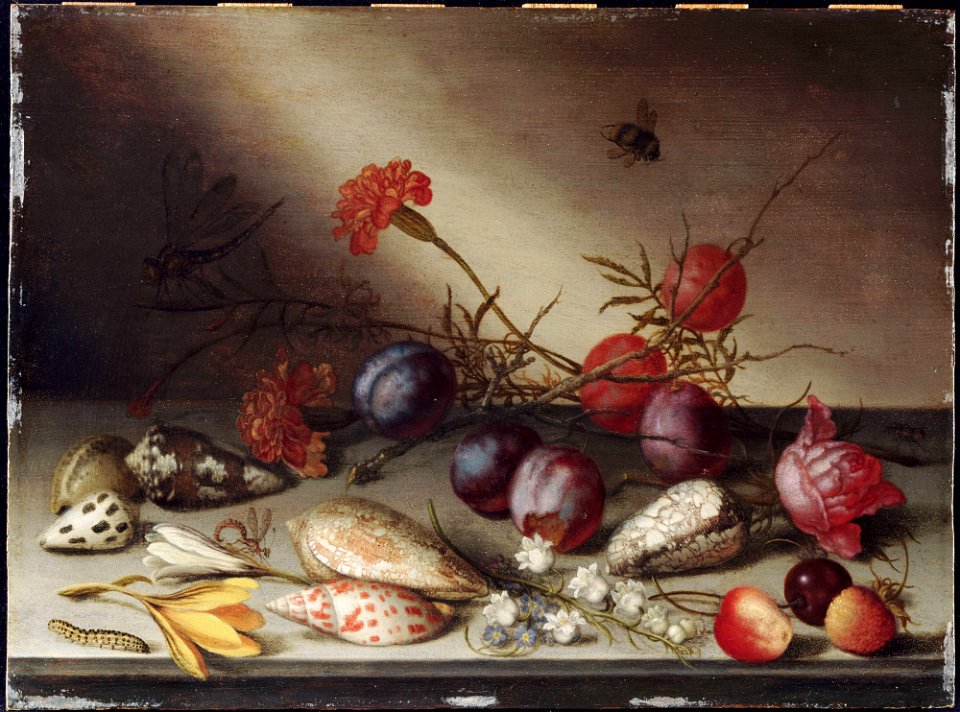 Van der Ast, Balthasar, Still Life, Shells, Carnations, Lily of the valley, Crocii, Rose, Plums, Cherries and Insests on a Ledge, 1630s-50s