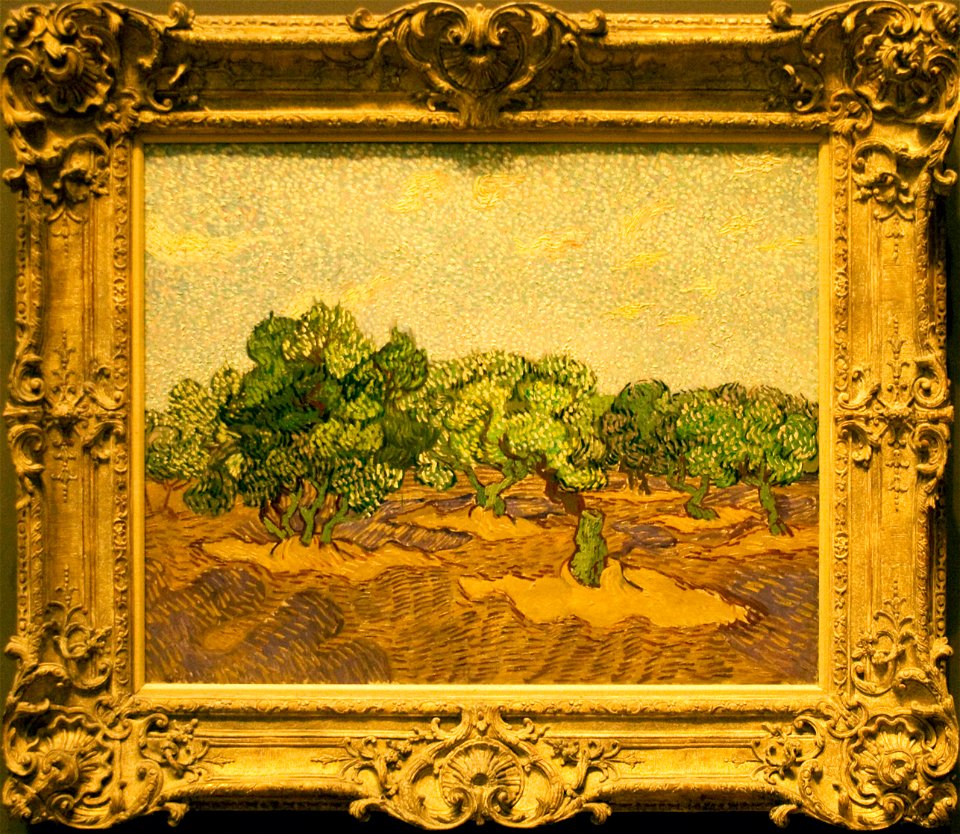 Olive Orchard