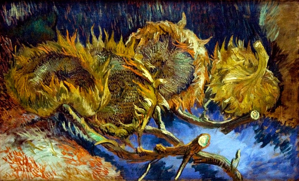 Vier uitgebloeide zonnebloemen