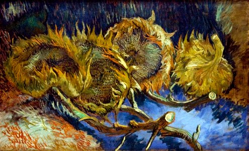 Vier uitgebloeide zonnebloemen