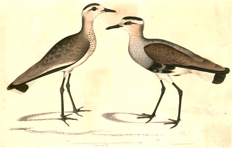 Vanellus duvaucelii 2 Hardwicke