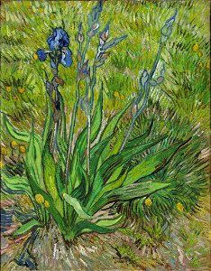 Vincent van Gogh, Iris, 1889. National Gallery of Canada