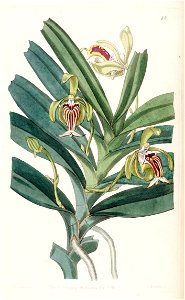 Vanda cristata - Edwards vol 28 (NS 5) pl 48 (1842)