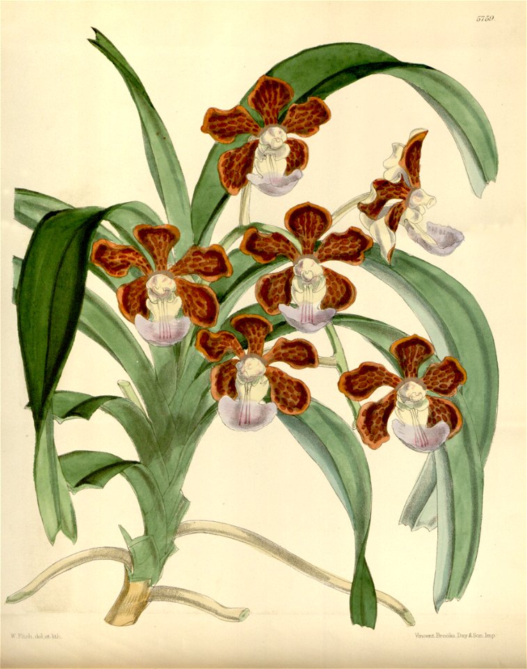 Vanda insignis