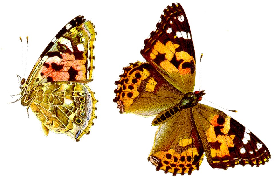 Vanessa cardui - Distelfalter