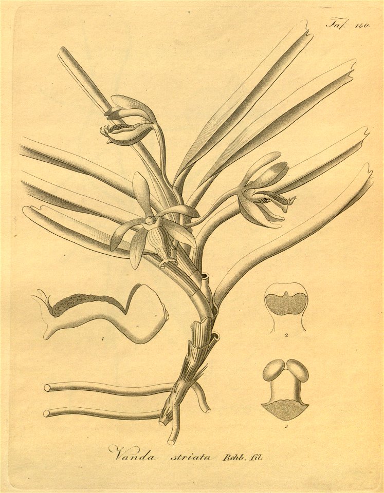 Vanda cristata (as Vanda striata)-Xenia 2-150 (1874)