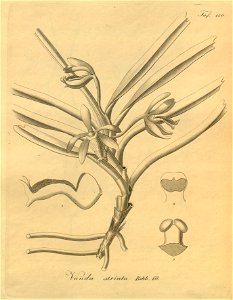 Vanda cristata (as Vanda striata)-Xenia 2-150 (1874). Free illustration for personal and commercial use.
