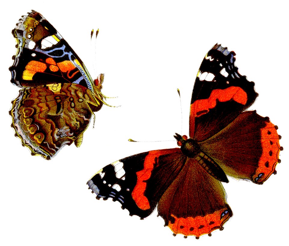 Vanessa atalanta - Admiral (illustration)