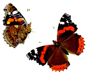 Vanessa atalanta - Admiral (illustration)