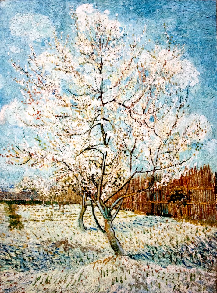 Blossoming Pear Tree - My Dream