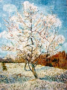 Blossoming Pear Tree - My Dream