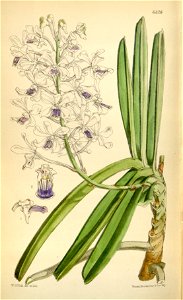 Vanda × confusa (as Vanda coerulescens var. boxallii) - Curtis' 103 (Ser. 3 no. 33) pl. 6328 (1877)