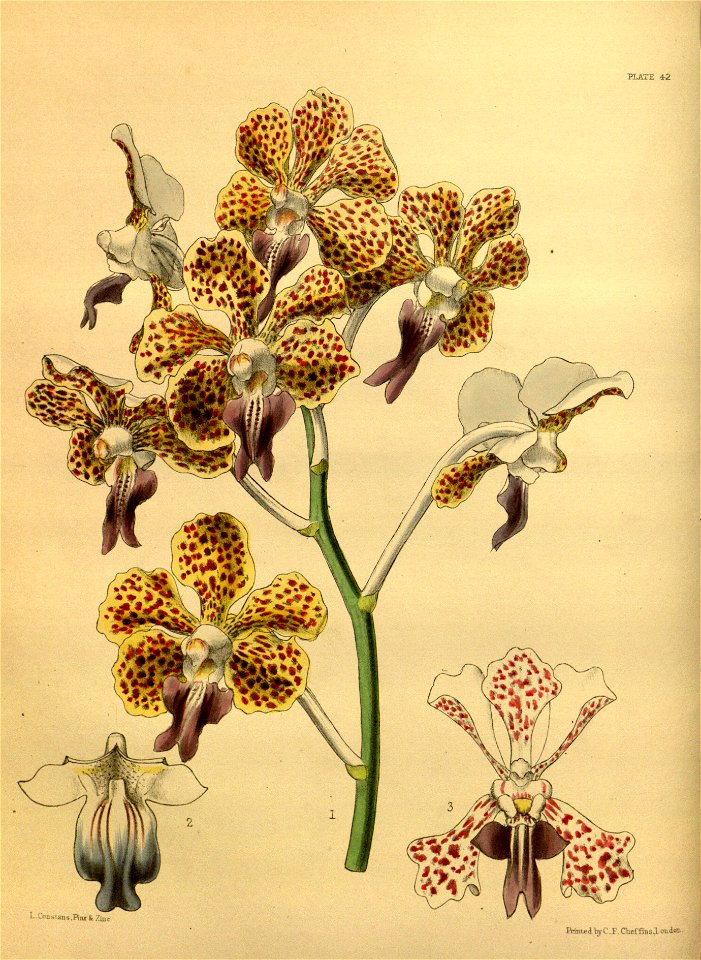 Vanda tricolor Paxton 042