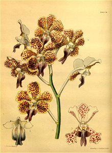 Vanda tricolor Paxton 042