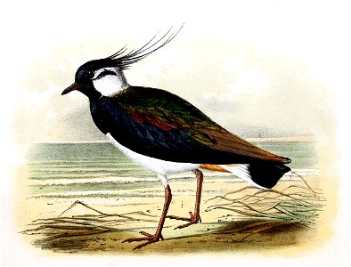 Vanellus vanellus 1869