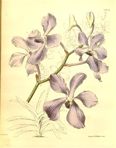 Vanda coerulea Paxton 036