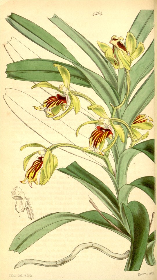 Vanda cristata