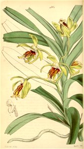 Vanda cristata
