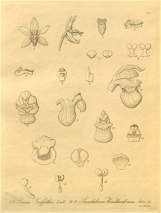 Vanda griffithii (as Luisia griffithii) - Pomatocalpa spicatum (as Saccolabium wendlandianum) - Xenia 3 pl 269