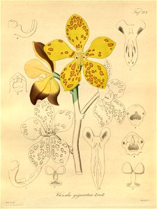 Vandopsis gigantea (as Vanda gigantea) - Xenia 2 pl 112