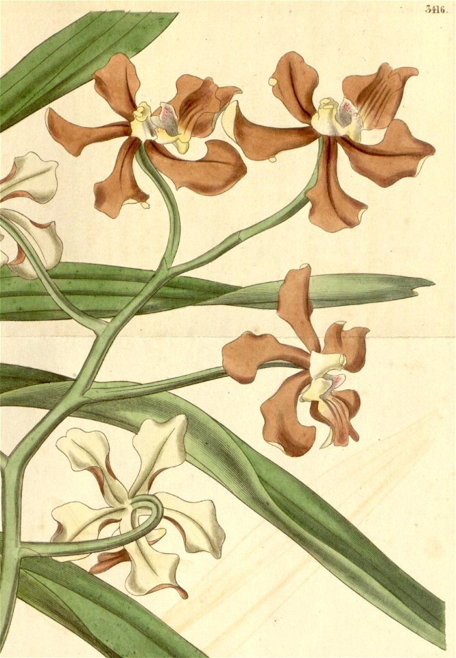 Vanda concolor (as Vanda roxburghii var. unicolor) - Curtis' 62 (N.S. 9) pl. 3416 (1835) (cropped)
