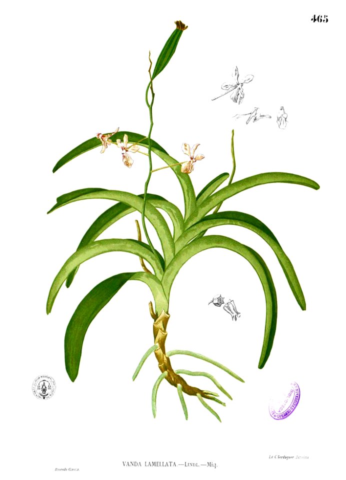 Vanda lamellata Blanco2.465