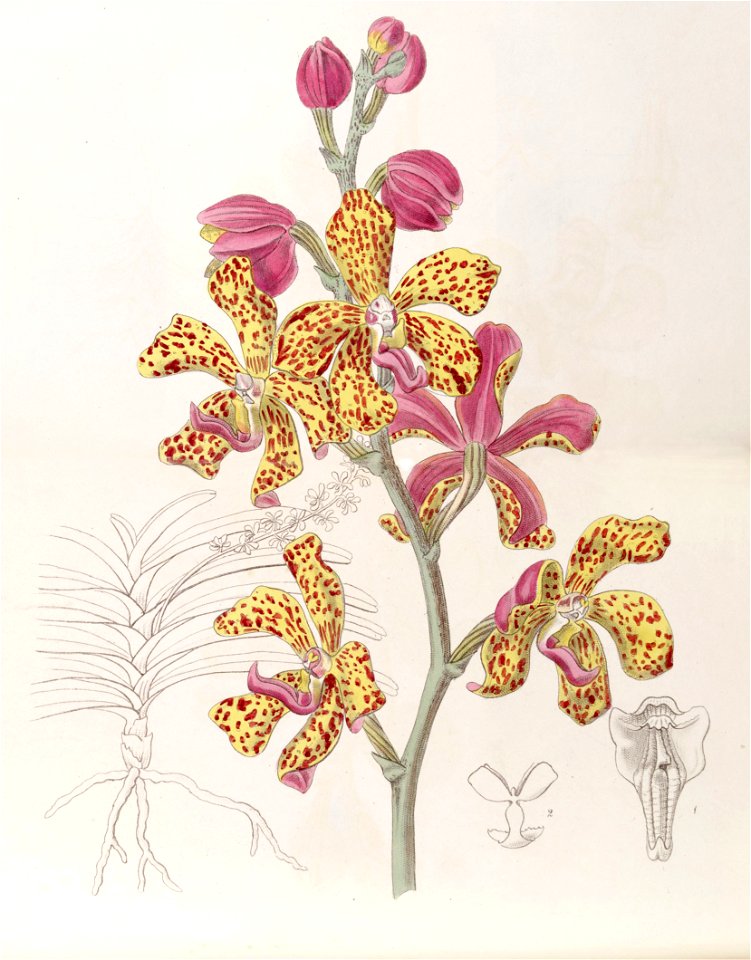 Vandopsis lissochiloides (as Vanda batemannii) - Edwards vol 32 (NS 9) pl 59 (1846)