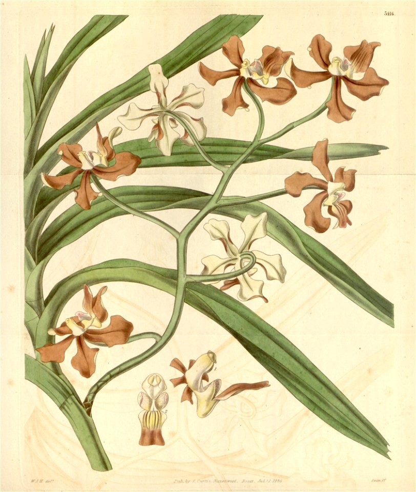 Vanda concolor (as Vanda roxburghii var. unicolor) - Curtis' 62 (N.S. 9) pl. 3416 (1835)