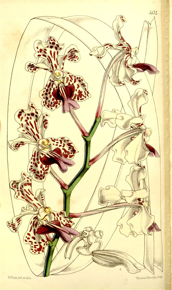 Vanda tricolor (as Vanda suavis) - Curtis' 86 (Ser. 3 no. 16) pl. 5174 (1860)