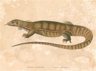 Varanus flavescens Hardwicke