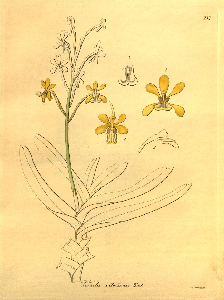 Vanda testacea (as Vanda vitellina) - Xenia 3 pl 283