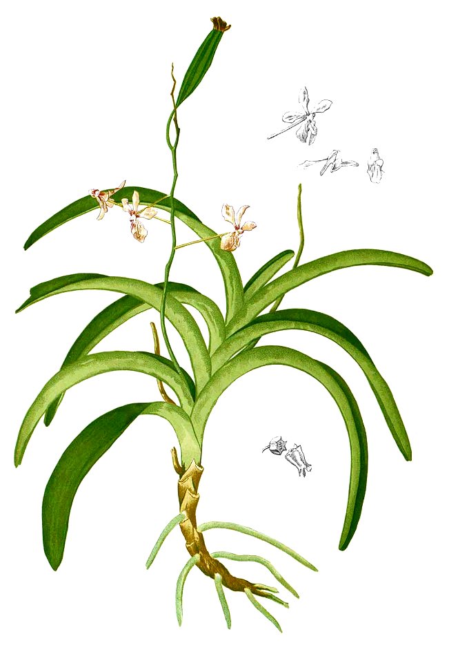 Vanda lamellata Blanco2.465-cropped