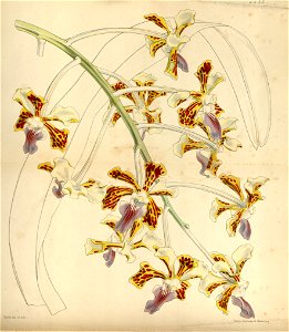 Vanda tricolor - Curtis' 75 (Ser. 3 no. 5) pl. 4432 (1849)