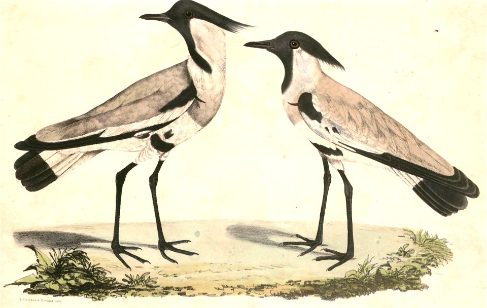 Vanellus duvaucelii Hardwicke