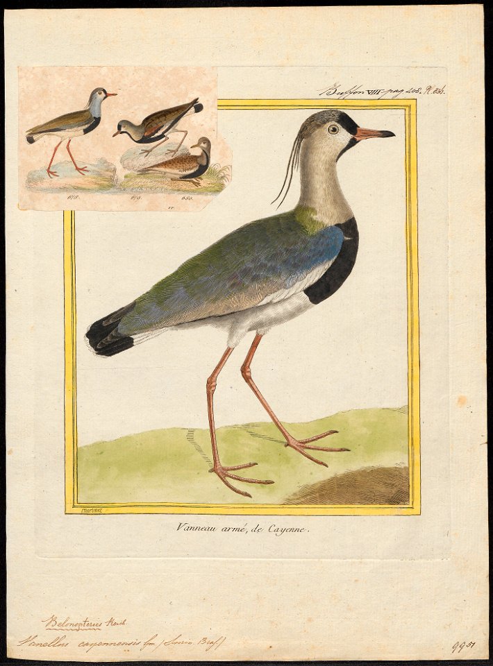 Vanellus cayennensis - 1700-1880 - Print - Iconographia Zoologica - Special Collections University of Amsterdam - UBA01 IZ17200121