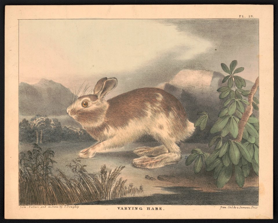 Varying hare - from nature and on stone by T. Doughty ; from Childs & Inman's Press. LCCN2013651011