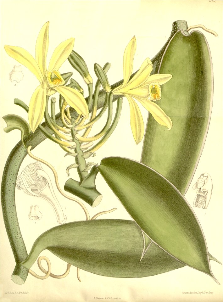 Vanilla planifolia - Curtis' 117 (Ser. 3 no. 47) pl 7167 (1891)