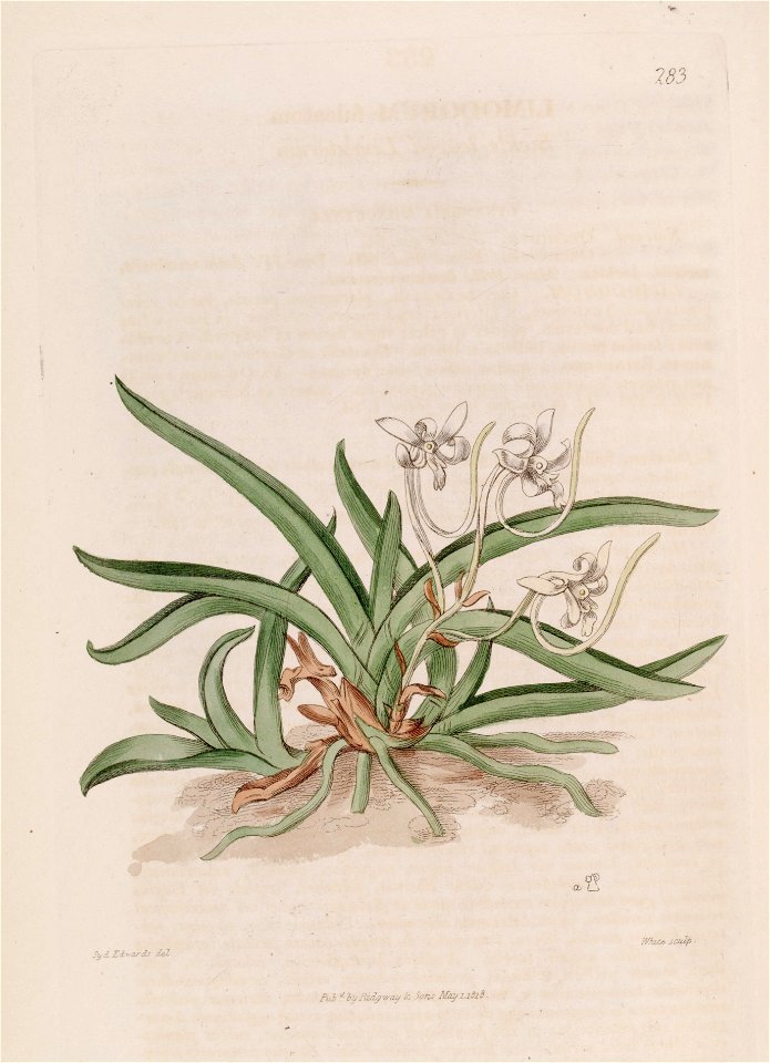 Vanda falcata (as Limodorum falcatum) - Bot. Reg. 4 pl.283 (1818)