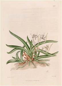 Vanda falcata (as Limodorum falcatum) - Bot. Reg. 4 pl.283 (1818). Free illustration for personal and commercial use.