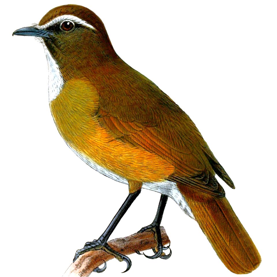 Vauriella insignis