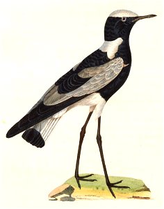 Vanellus armatus 1838