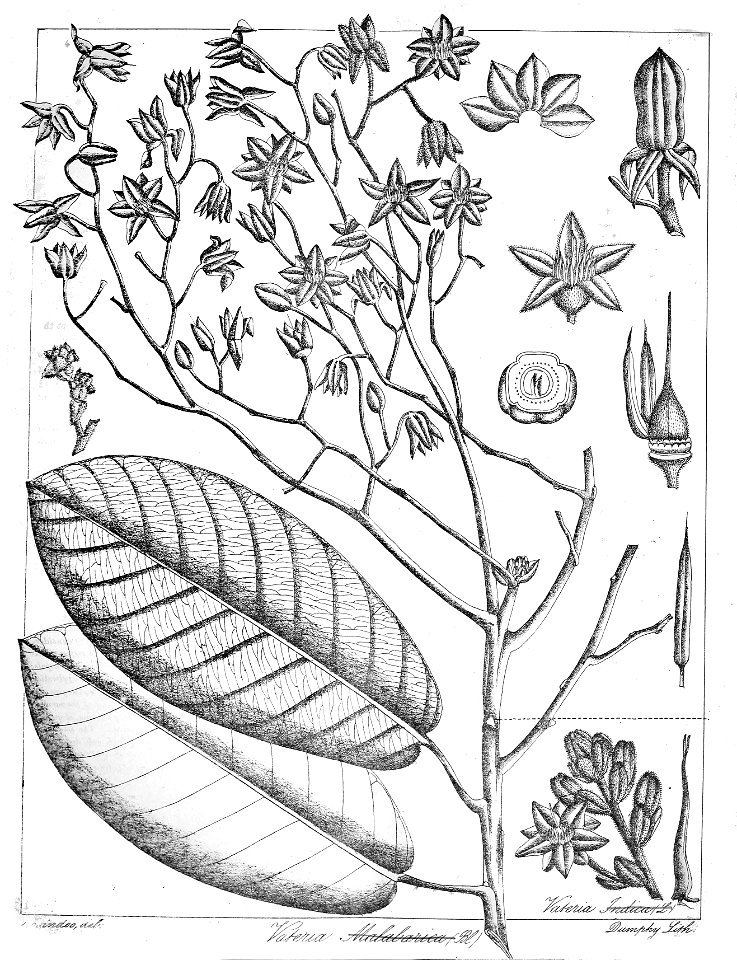Vateria indica Govindoo