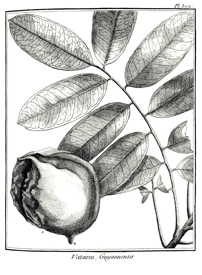 Vatairea guianensis Aublet 1775 pl 302