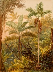 Vegetação tropical (atribuído), da Coleção Brasiliana Iconográfica. Free illustration for personal and commercial use.