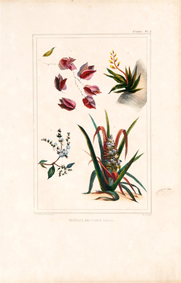 Vegetaux des forets vierges (3), da Coleção Brasiliana Iconográfica