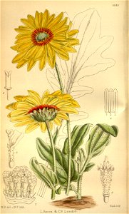 Venidium macrocephalum 146-8845